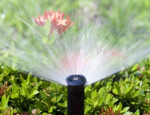 When Should I Water My Lawn, and For How Long?