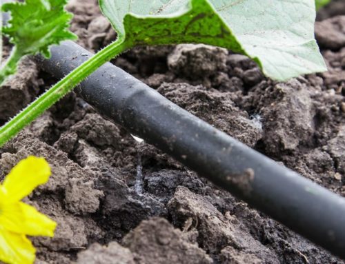 What is a Drip Irrigation System, and Do I Need One?